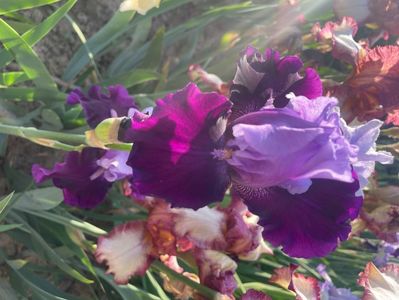 Best bet    remontal