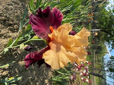 Ocelot / Klaragarden