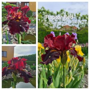 InCollage_20240504_063238518