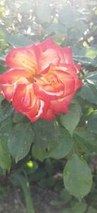 Messenger_creation_f54fc9f5-5233-48a2-9722-9958d3dbbcab