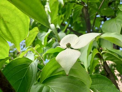 Cornus kousa "Milky Way"