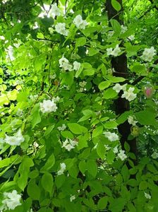 Philadelphus coronarius 'Aureus'