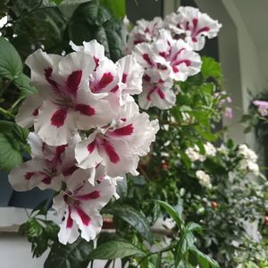 Am reusit sa le trec iarna!; Mai bine zis, au reusit ele sa supravietuiasca! :)) Nu le-am tuns si sunt... zapacite, cam ca mine! ;)
