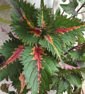 Un coleus fabulos, de fapt eu asa ii vad pe toti.