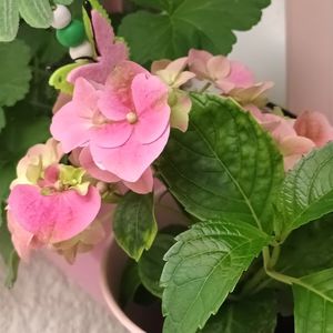 Da, hortensia in balcon. Mini hortensia intr-un mini balcon.; O am de anul trecut. Si e la a doua inflorire, deci ne intelegem deja.

