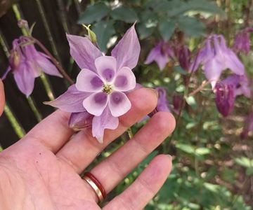 Săru' mâna din suflet!