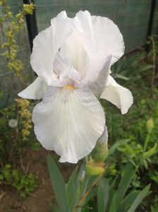iris english cottage