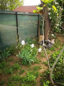 iris mirositor