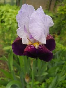Fragrant