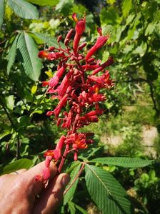 Aesculus Pavia-castan rosu