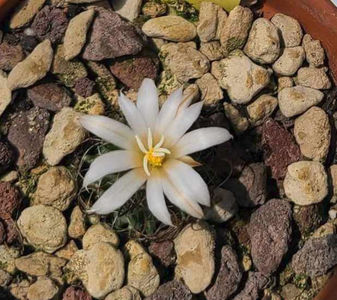 Turbinicarpus graminispinus