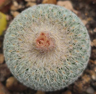 Epithelantha micromeris