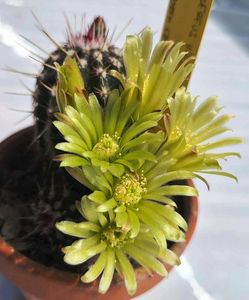 Echinocereus viridiflorus