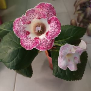 2024, prima inflorire.; Niste prostioare am facut pentru ca nu o mai gasesc pe TV Koketka...
