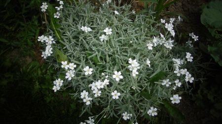 Cerastium