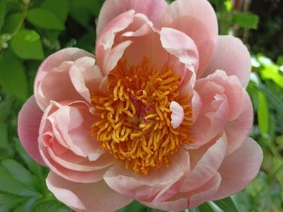 Coral Charm