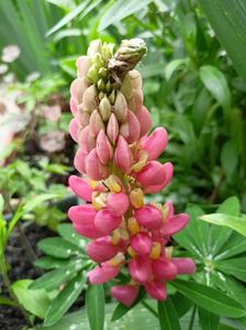 Lupin "Tequilla Flame"