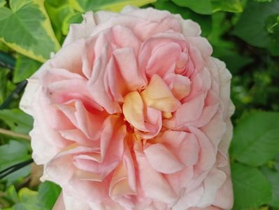Abraham Darby
