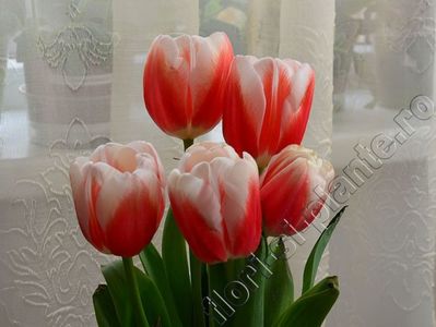 Buchet Lalele 61