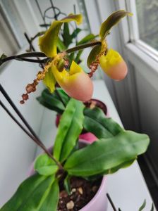 Paph."pinocchio"(glaucophillum hybrid); Un cadou drag de la cineva drag(2 bucăți)
Erau într-o stare deplorabilă într-un hypermarket de constructii...nimeni nu se uita la ele ptr că erau ofilite și fără flori
