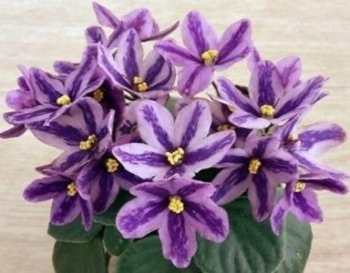 Poză net; Plantă tânără Violete Pastelate
