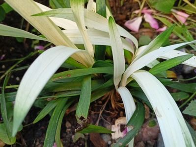 Liriope muscari Okina