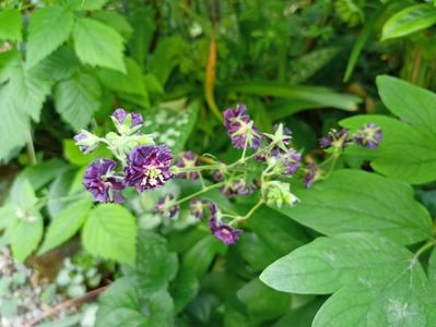 Geranium phaeum "Joseph Green"