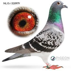 NL15-1320979-Silke-verkleind