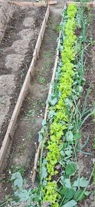 Salata; Protejata cu rostopasca
