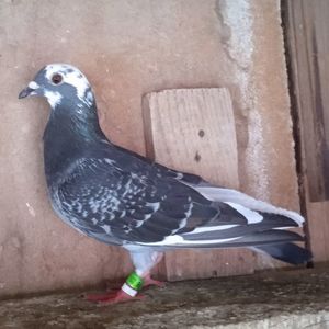 Femela 23-096
