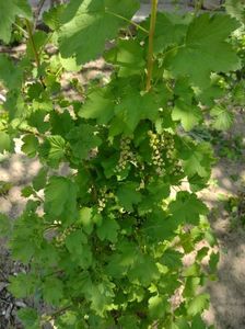 IMG-20220427-WA0006