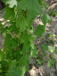 IMG-20220427-WA0005