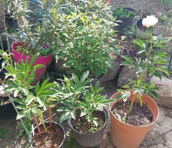 Ghivece în stoc Festiva maxima,  Bridal Swoers  70, 70, 100 lei