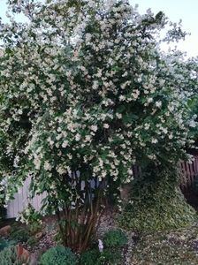 Philadelphus coronarius