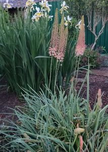 Eremurus robustus