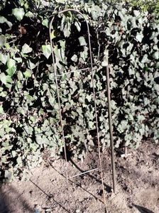 IMG-20210412-WA0007