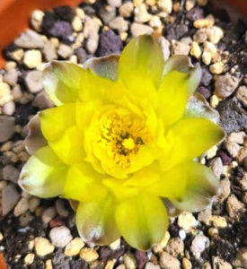 Gymnocalycium andreae
