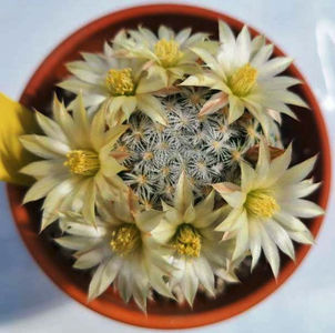Mammillaria duwei