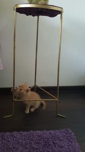 IMG-20240513-WA0091