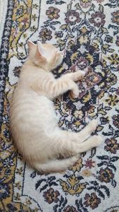 IMG-20240513-WA0123