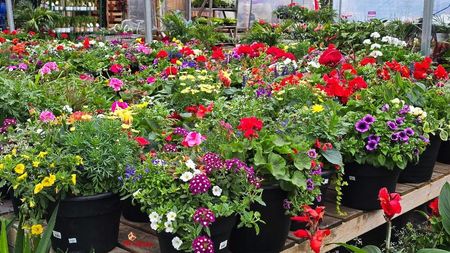 Fleurs du printemps dans Quebec