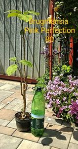 ; Planta matura florifera
