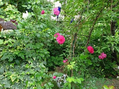 Rosarium Uetersen