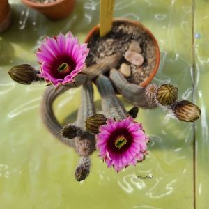 Wilcoxia schmolii nerispina x fitchii