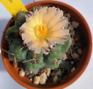 Thelocactus hexaedrophorus - floare