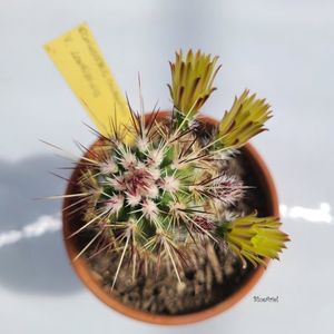 Echinocereus cloranthus