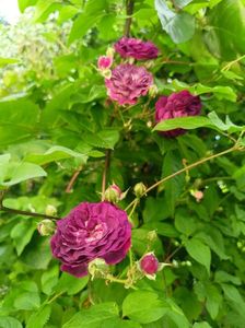 Blue Magenta
