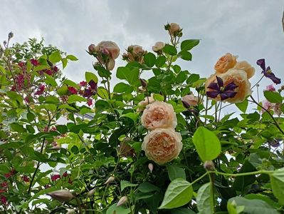 Cherry Meidiland, Giardina și Crown Princess Margareta