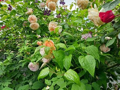 Giardina, Crown Princess Margareta, Variegata di Bologna și Florentina