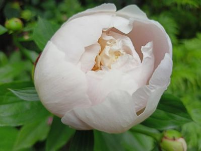 Festiva Maxima